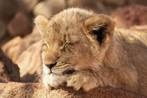 Lion cub, Etosha