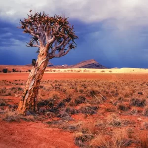 Quiver tree, Southern Namibia