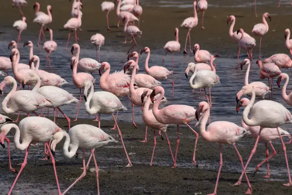 Flamingos, Walvis Bay